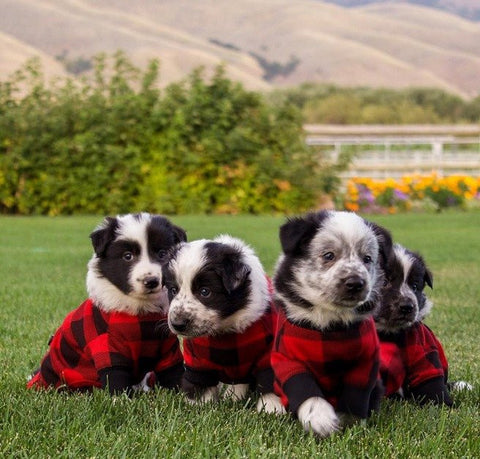 Dog Clothes | Flapjacks - Pet Clothes - Black/Red Checkered - Poshinate Kiddos Baby & Kids Store - 4 dogs